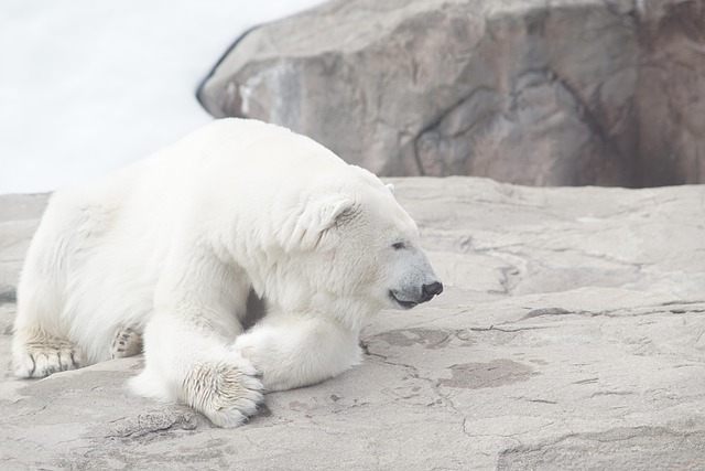 Tundra buggy on the Arctic tundra of Churchill Manitoba for polar bear watching