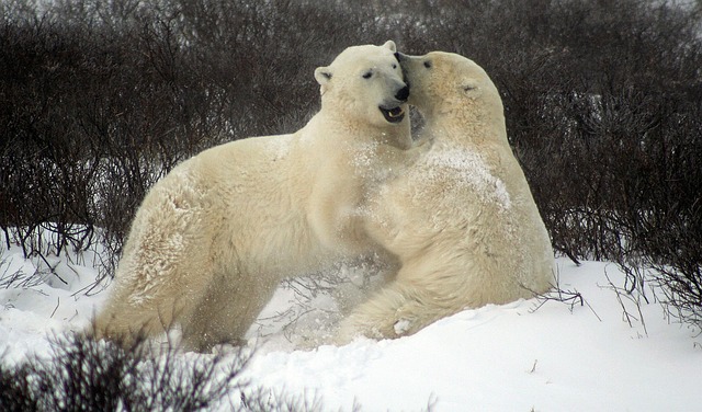 Arctic Wildlife Expedition – polar bear watching in Churchill, Manitoba