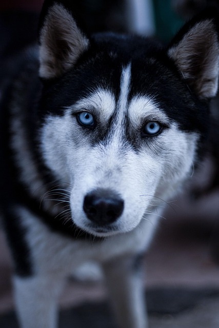 Dog sledding in the snowy Canadian wilderness
