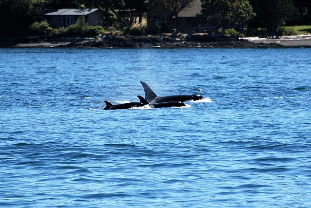 Whale watching – orca pod in BC waters