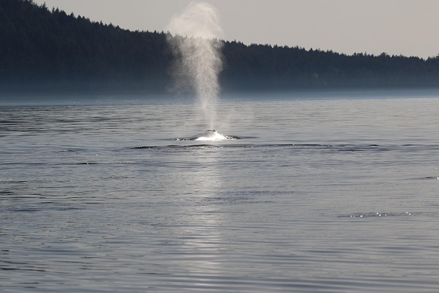 Orca whale in British Columbia ocean waters