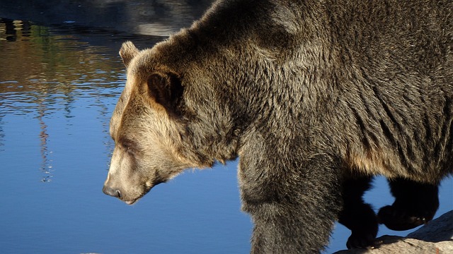 Wildlife Safari in British Columbia – grizzly bear and whale watching tour